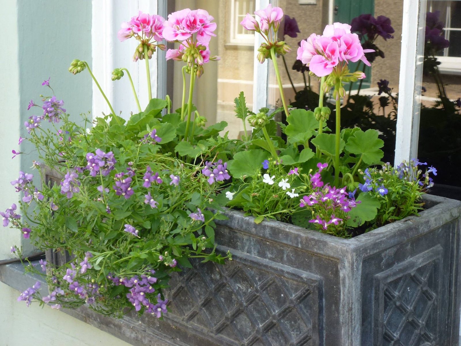 Clydfan Cottage flowers